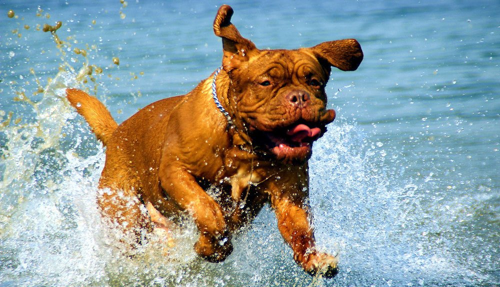 Air Dried Dog Treats v Processed Dog Treats