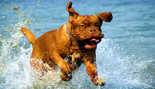 Air Dried Dog Treats v Processed Dog Treats