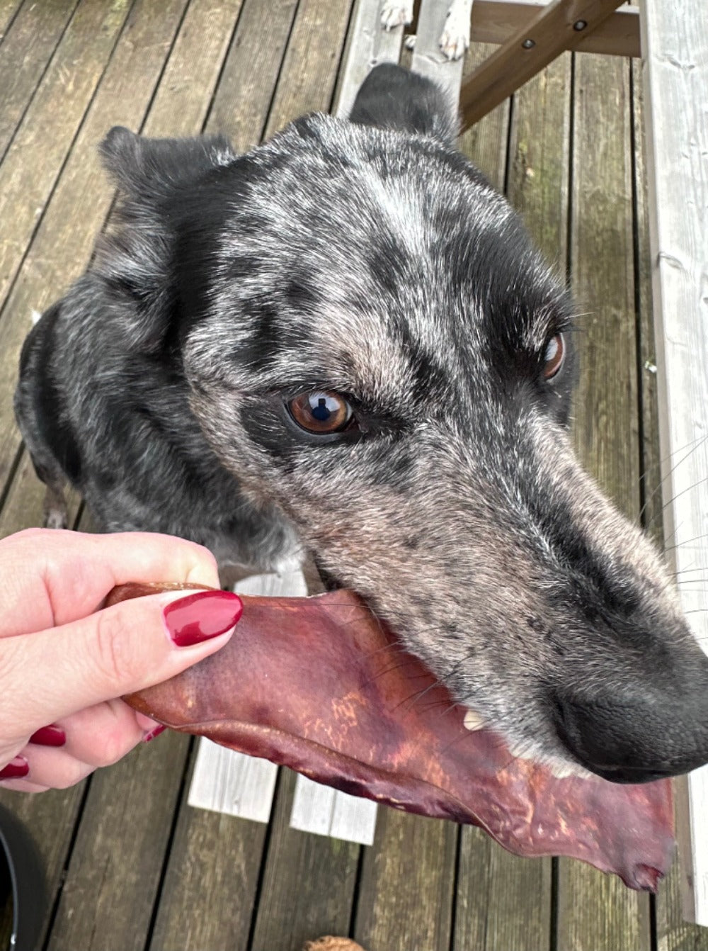 Dog eating air dried pig ear