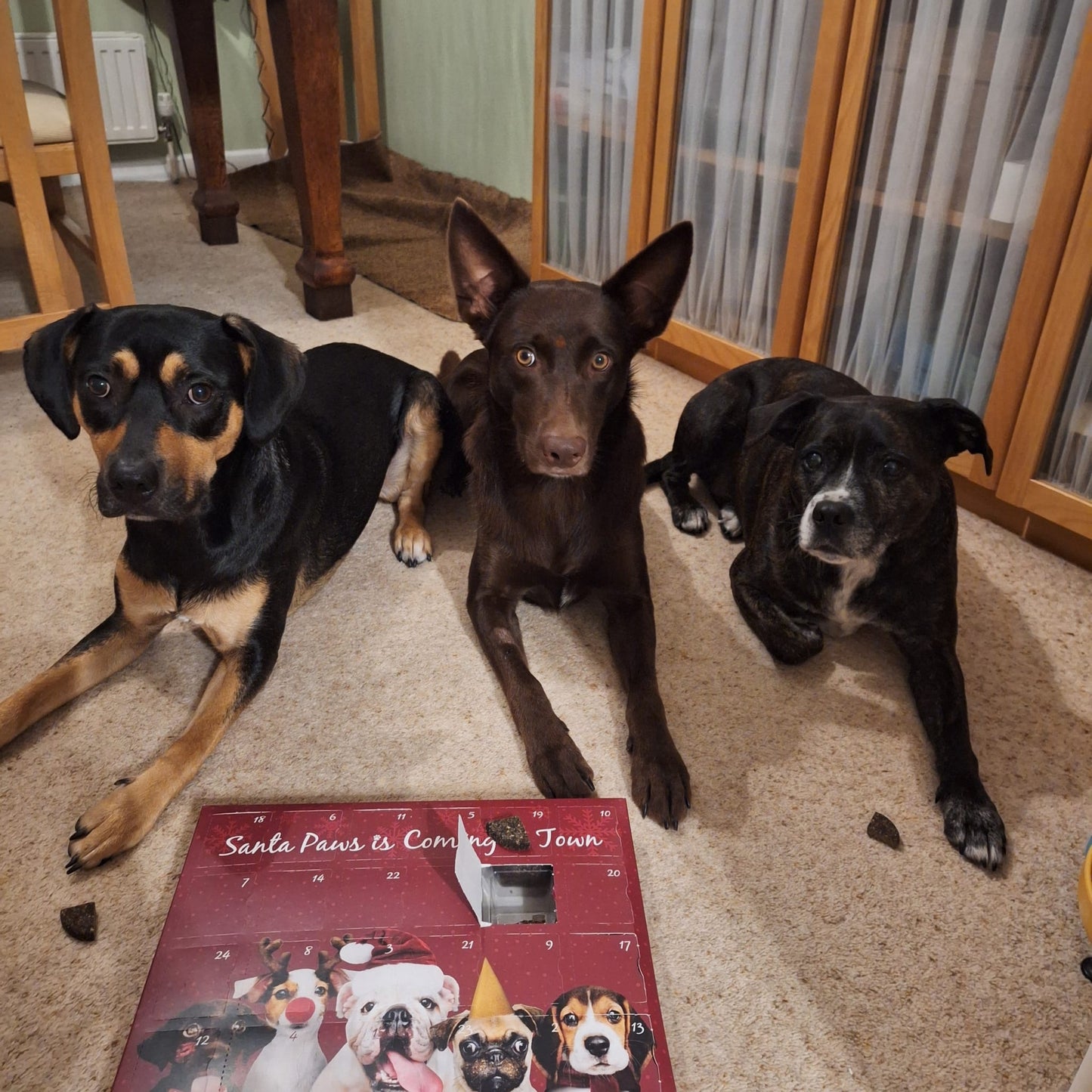 Santa Paws Advent Calendar