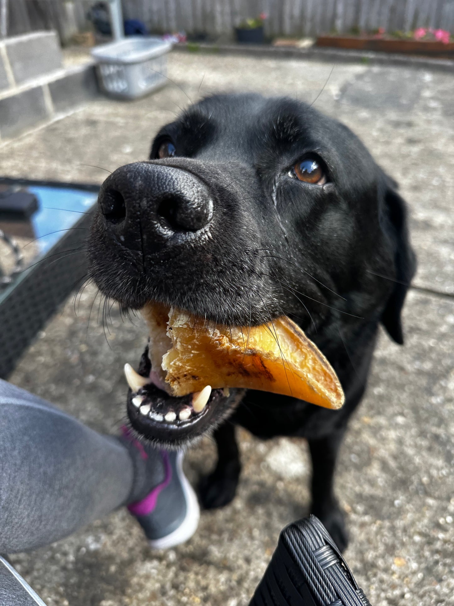 2 British Cow Hooves