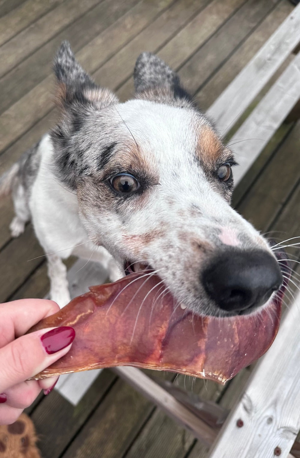 Dog eating natural dog treat