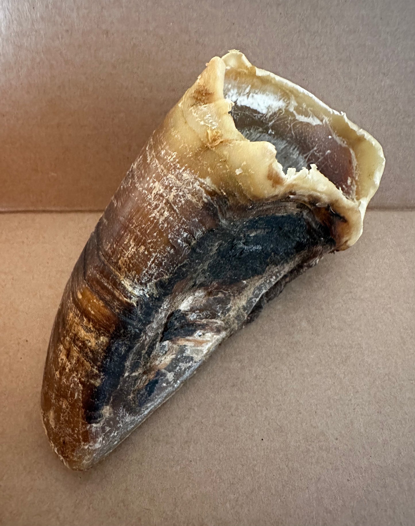 2 British Cow Hooves