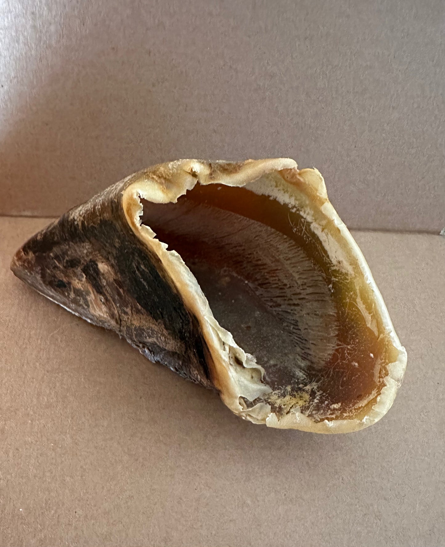 2 British Cow Hooves