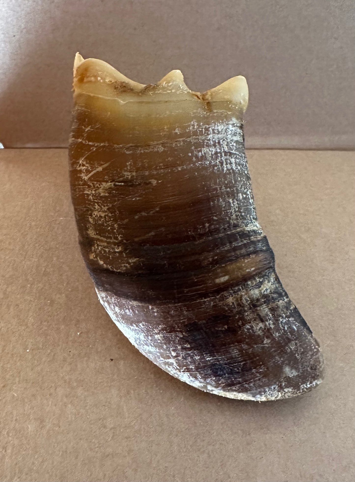 2 British Cow Hooves