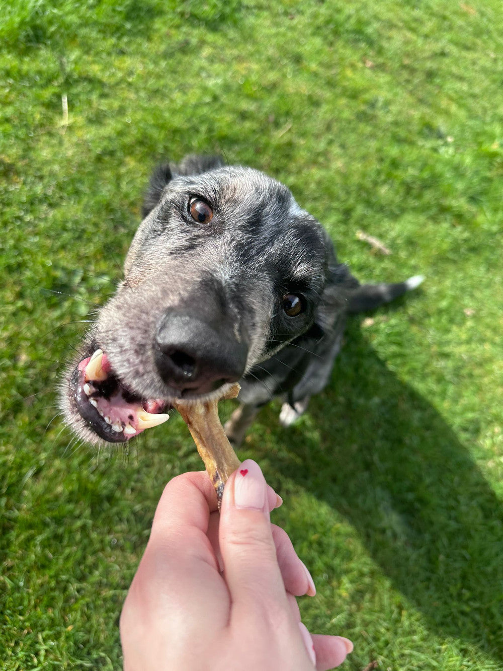 Dog enjoying chicken foot