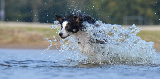 Why are air dried dog treats better?