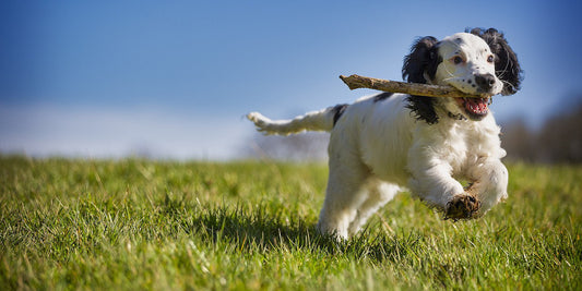 Healthy dog running - Dangers of rawhide