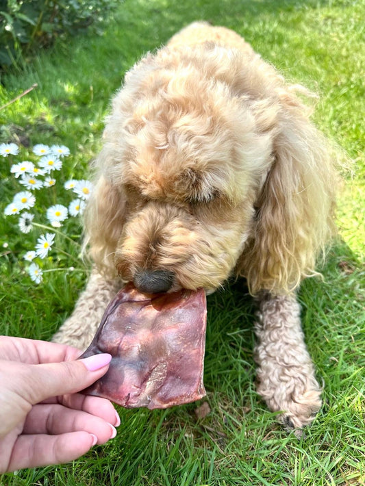 Dog eating pig ear in garden